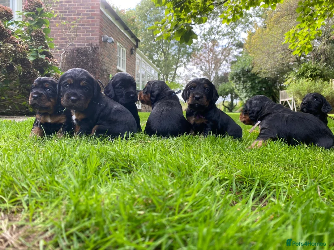 Cocker Spaniel dogs for sale: Exceptional KC Cocker Spaniel Pups - Advert 14