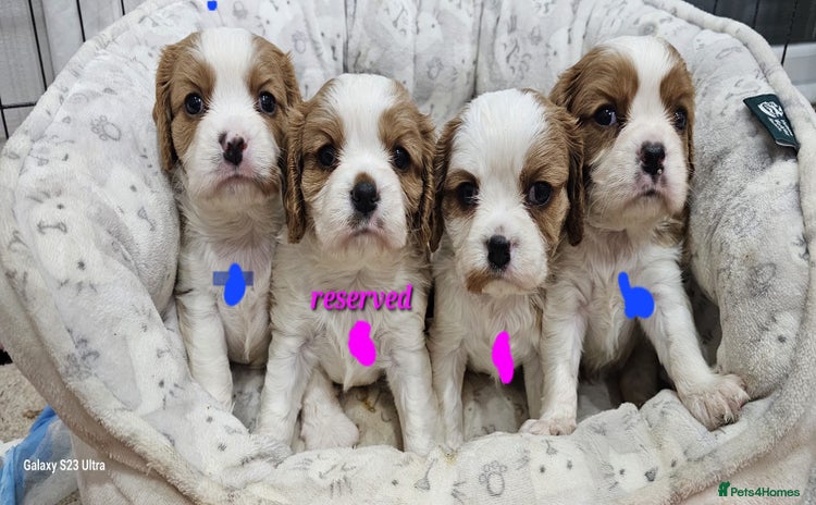 Cavalier King Charles Spaniel dogs - Advert 11
