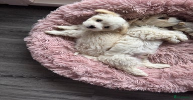 Bichon Frise dogs - Advert 12