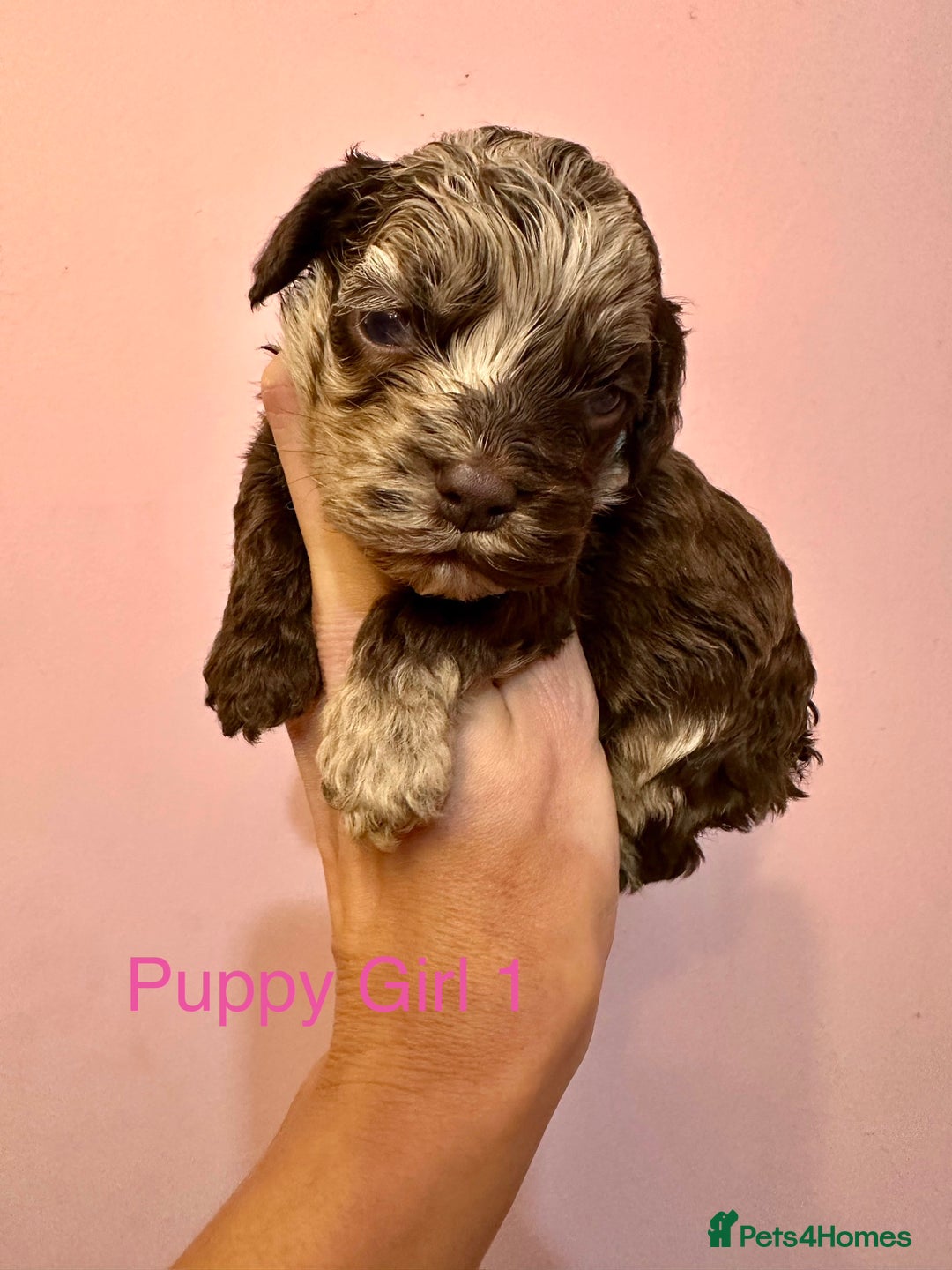 Cockapoo dogs for sale: Lovely American Cockapoo Pups Chocolates & Merles  - Advert 3