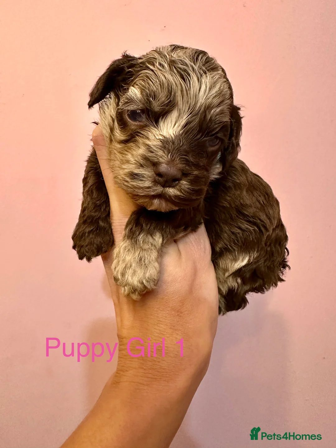 Cockapoo dogs for sale: Lovely American Cockapoo Pups Chocolates & Merles  - Advert 13