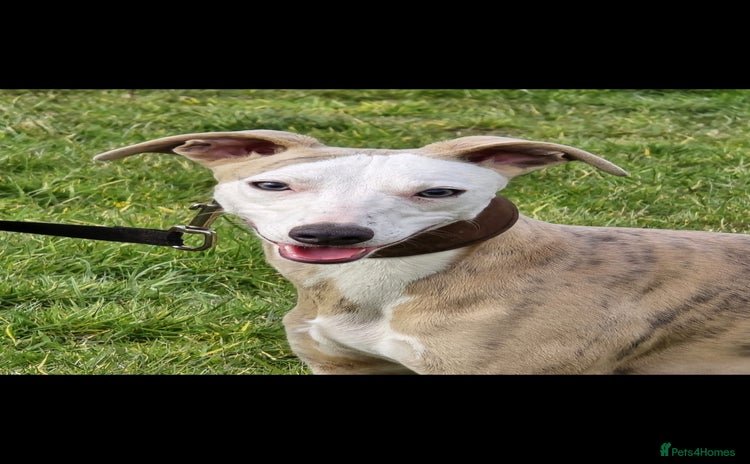 Whippet dogs - Advert 6