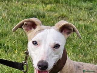 Whippet dogs - Advert 5