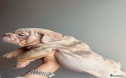 English Bulldog dogs for sale: English Bulldog Puppies  - Image 4