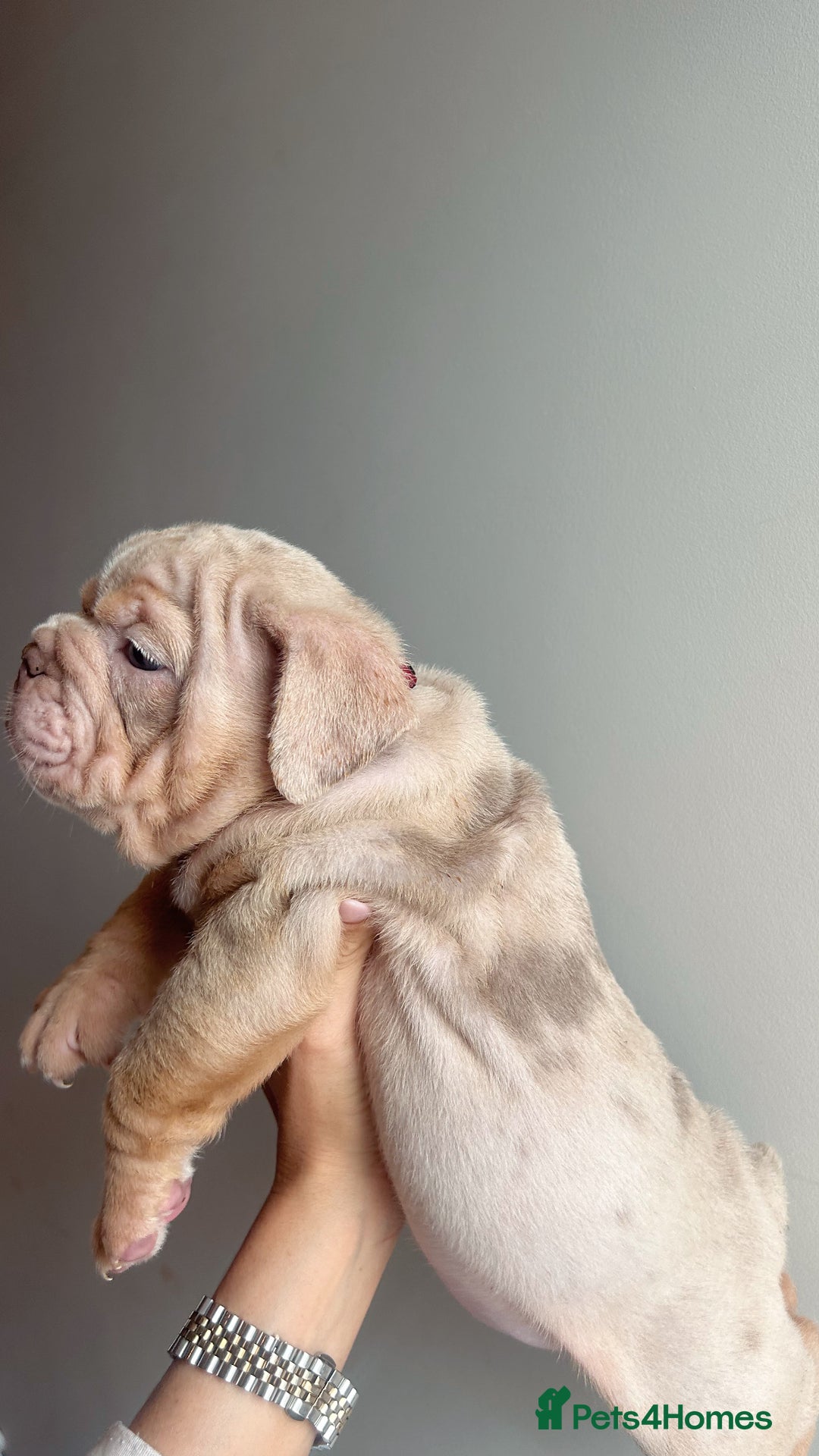 English Bulldog dogs for sale: English Bulldog Puppies  - Image 4