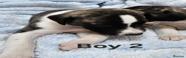 Boy 2