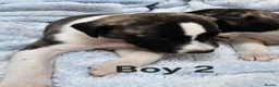 Whippet dogs for sale: KC Registered Whippet puppies - Advert 11