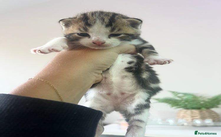 Domestic Shorthair cats - Advert 2