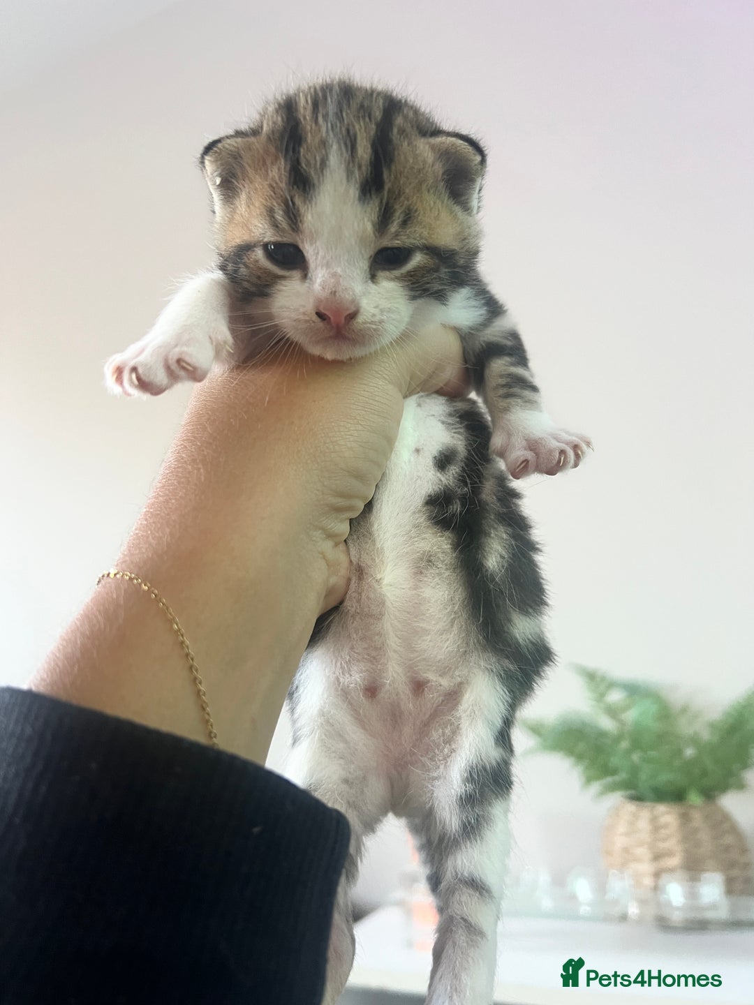 Domestic Shorthair cats for sale: Only 2 left - beautiful cuddly litter of 4  - Image 1