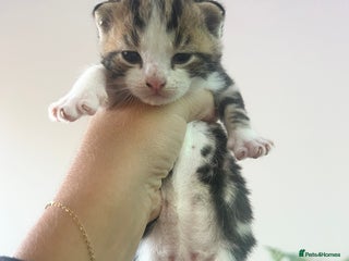 Domestic Shorthair cats - Advert 4