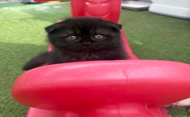 Scottish Fold cats - Advert 3