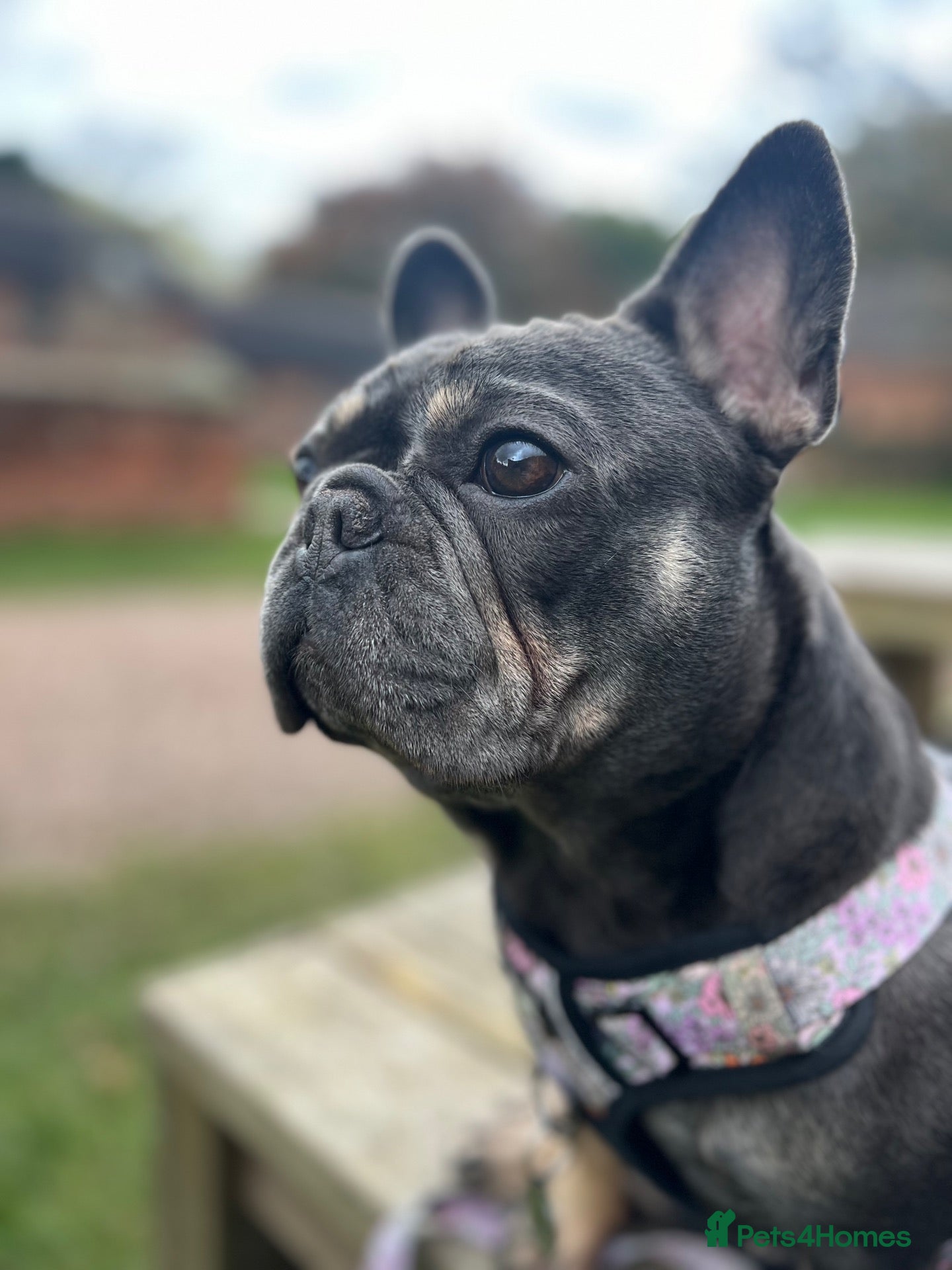French Bulldog dogs Margo. 4-Year-Old French Bulldog Needs Adult Home  - Advert 1