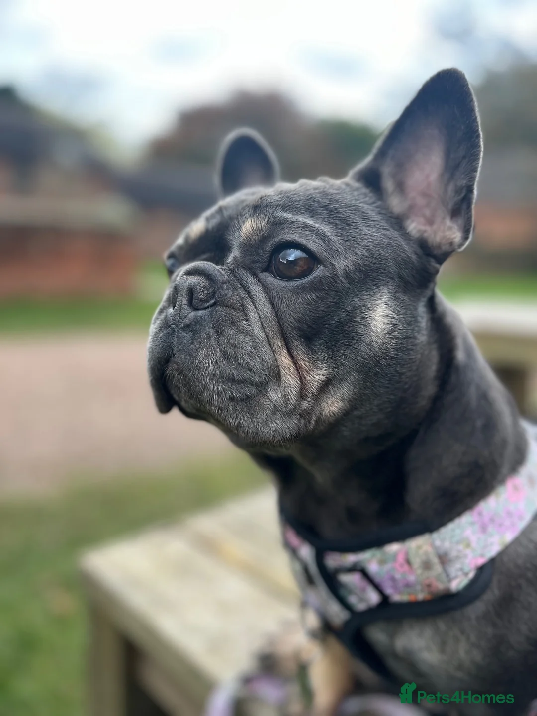 French Bulldog dogs for sale: Margo. 4-Year-Old French Bulldog Needs Adult Home  - Advert 1
