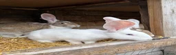 Continental Giant rabbits for sale: Continental Giant Rabbit babies available  - Advert 10