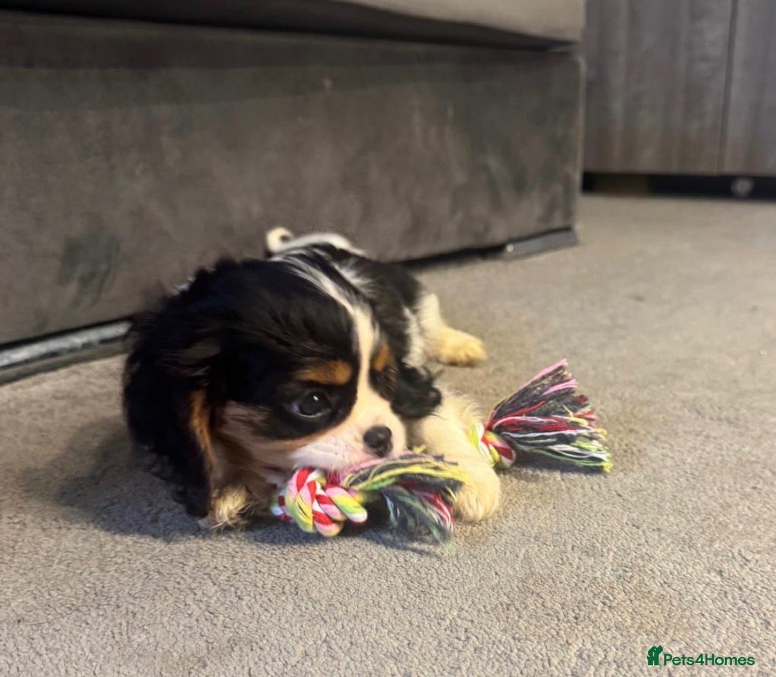 Cavalier King Charles Spaniel dogs ❤️ Available LAST FEW – Beautiful Cavalier 🐶 ❤️ - Advert 2