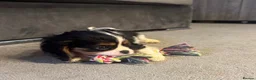 Cavalier King Charles Spaniel dogs for sale: 💙💙LAST BOY PUP💙💙 – Beautiful Cavalier 🐶 ❤️ - Advert 2