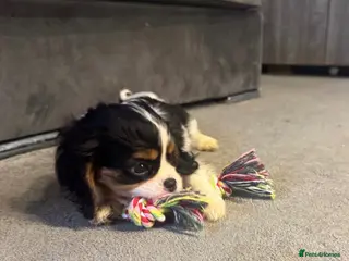 Cavalier King Charles Spaniel dogs ❤️ Available LAST FEW – Beautiful Cavalier 🐶 ❤️ - Advert 4