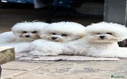 Bichon Frise dogs for sale: KC Bichon frise puppies - Image 7