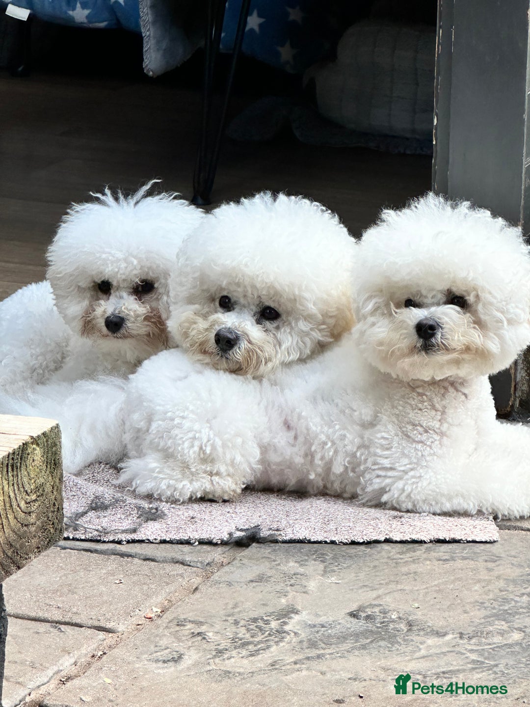 Bichon Frise dogs for sale: KC Bichon frise puppies - Image 7