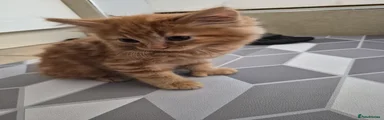 Mixed Breed ginger male