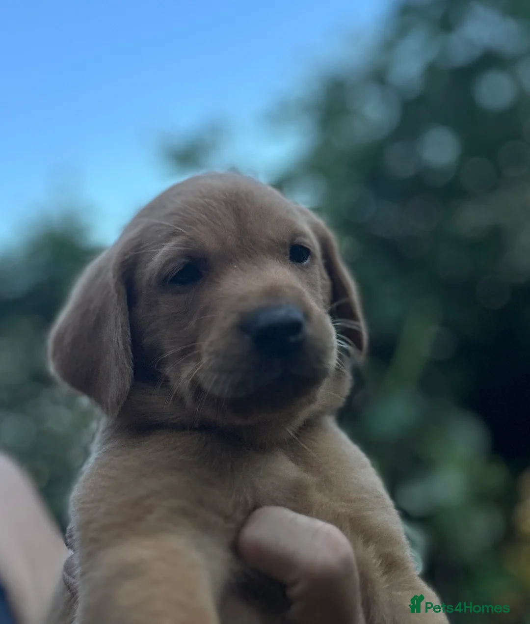 Labrador Retriever dogs for sale: OUTSTANDING KC Reg, FOX RED LABRADOR PUPPIES  - Advert 2
