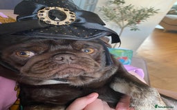Pug dogs for sale: Chocolate Brown Pug - Image 5