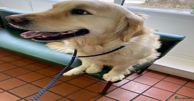 Golden Retriever dogs - Advert 3
