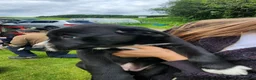 Borador dogs for sale: Gorgeous Labrador cross Border Collie Pups  - Advert 6