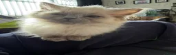 Ragdoll cats for sale: Ragdoll kitten for rehoming  - Advert 6