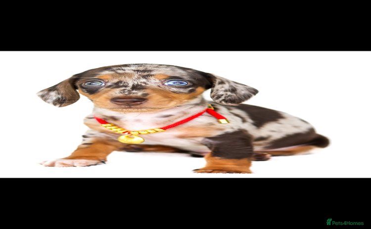 Dachshund dogs in Liverpool - Advert 15