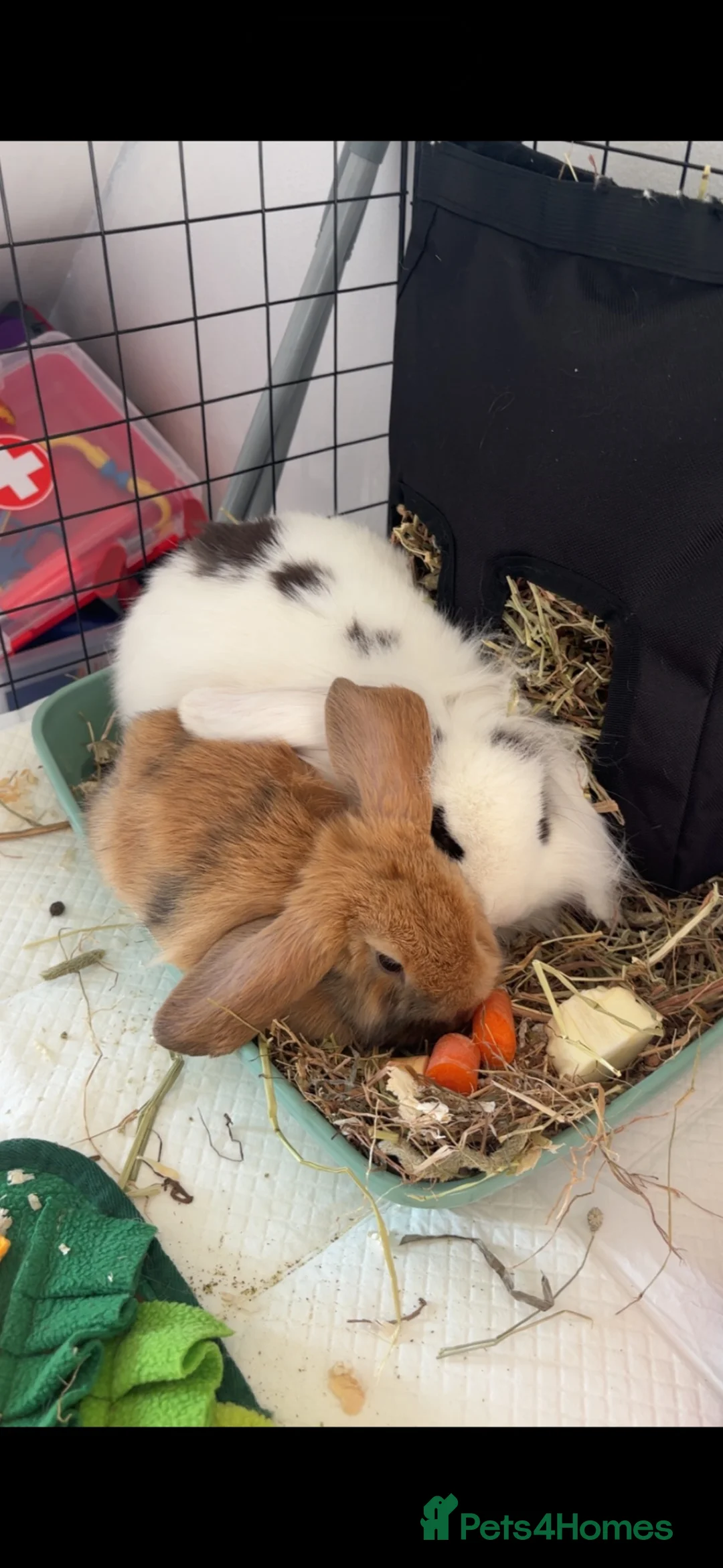 Mixed Breed rabbits for sale: Male  - Advert 5