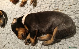 Dobermann dogs for sale: Outstanding KC Reg Dobermann puppies - Image 13