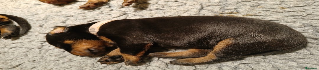 Dobermann Puppy 3