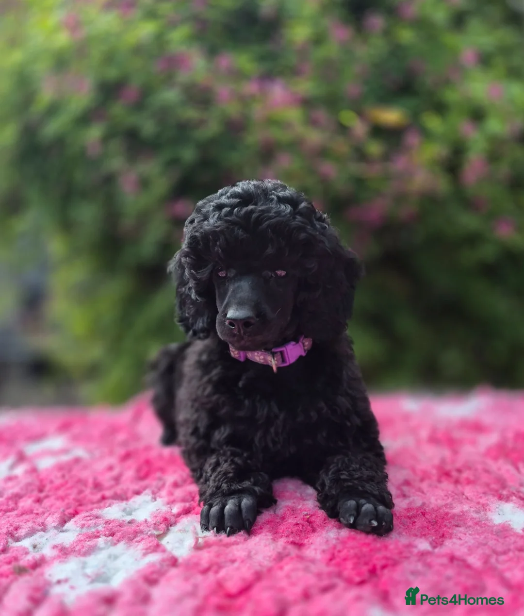 Miniature Poodle dogs for sale: Gorgeous Miniature Poodles - Advert 2