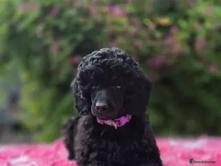 Miniature Poodle dogs Gorgeous Miniature Poodles - Advert 4