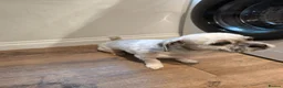 Lhasa Apso dogs for stud:  Krystian Faron  in Peterborough - Advert 4