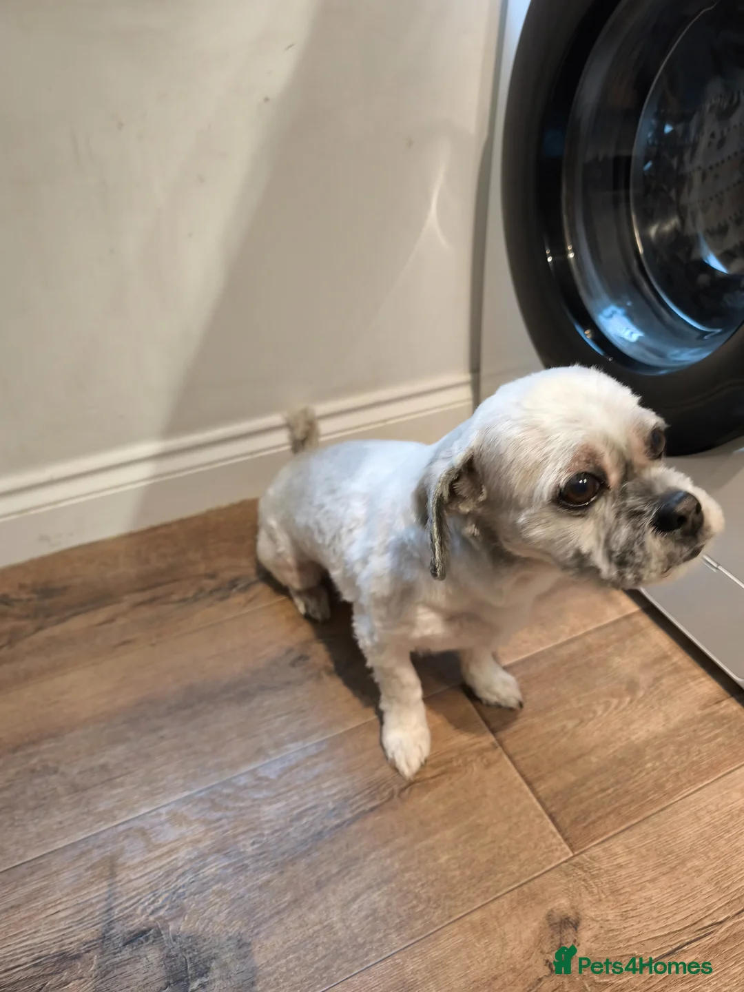 Lhasa Apso dogs for stud:  Krystian Faron  in Peterborough - Advert 4
