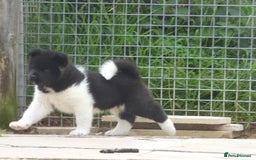 Akita dogs for sale: Quality Akita Babies (& KC Registered) - Image 17