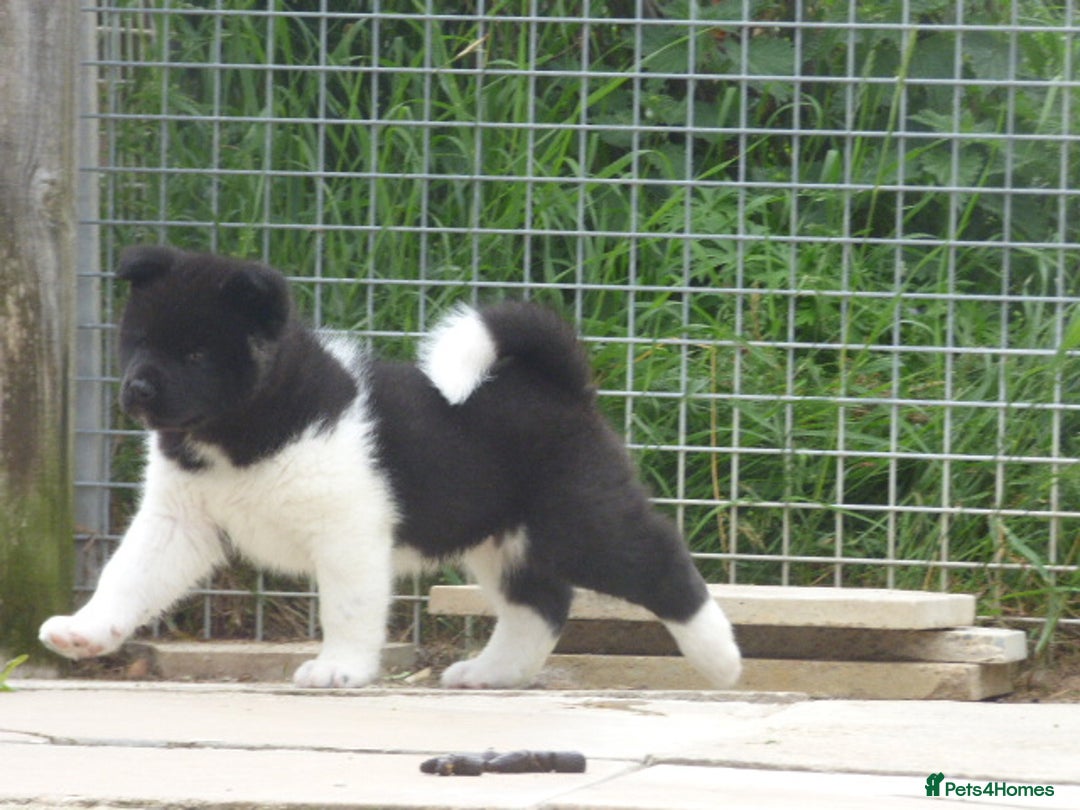 Akita dogs for sale: Quality Akita Babies (& KC Registered) - Image 17