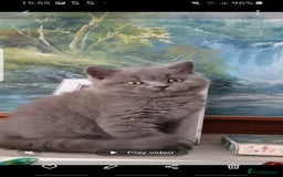 British Shorthair cats for sale:  beautiful boy and very active  - Image 2