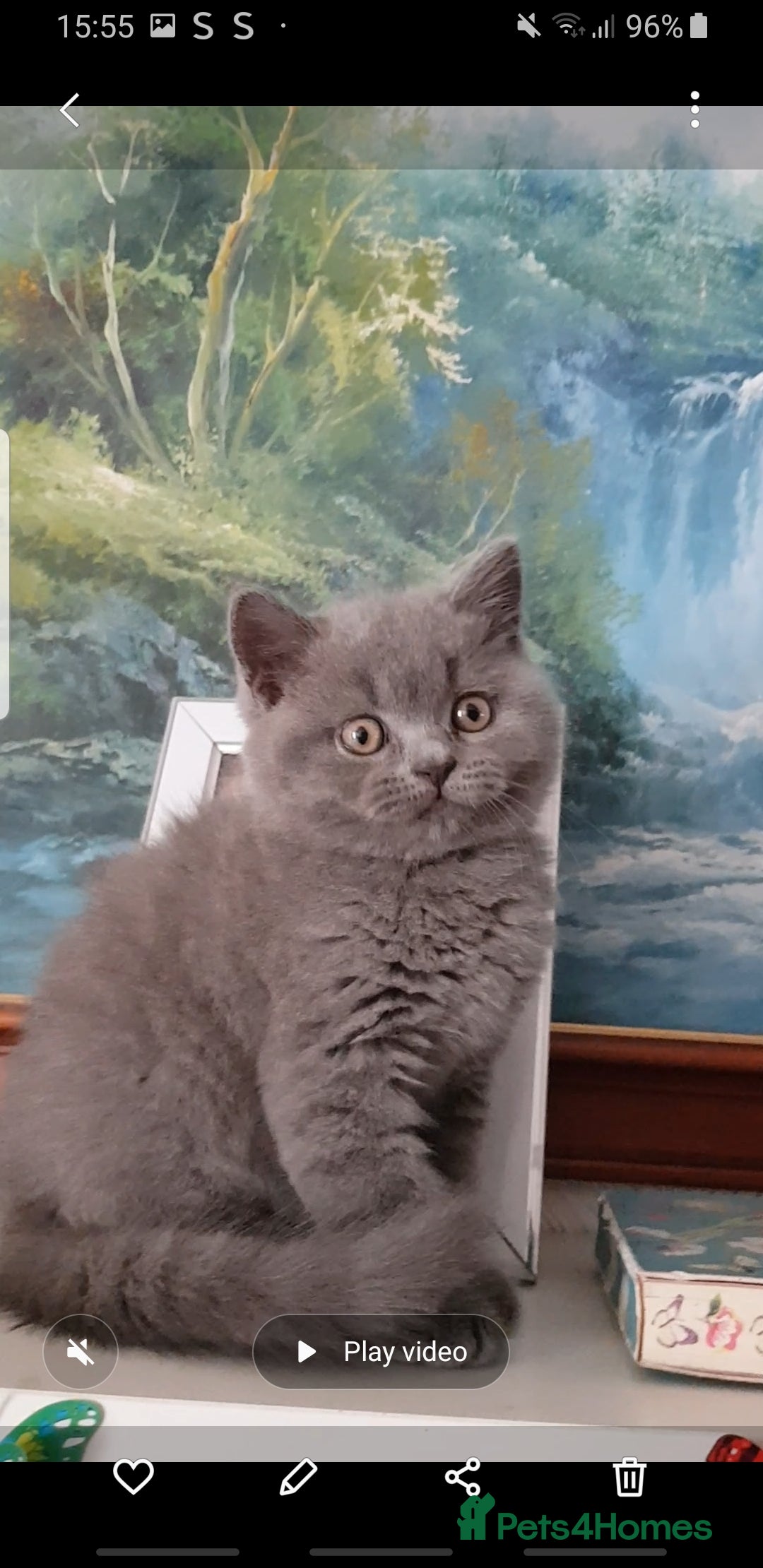 British Shorthair cats for sale:  beautiful boy and very active  - Image 2