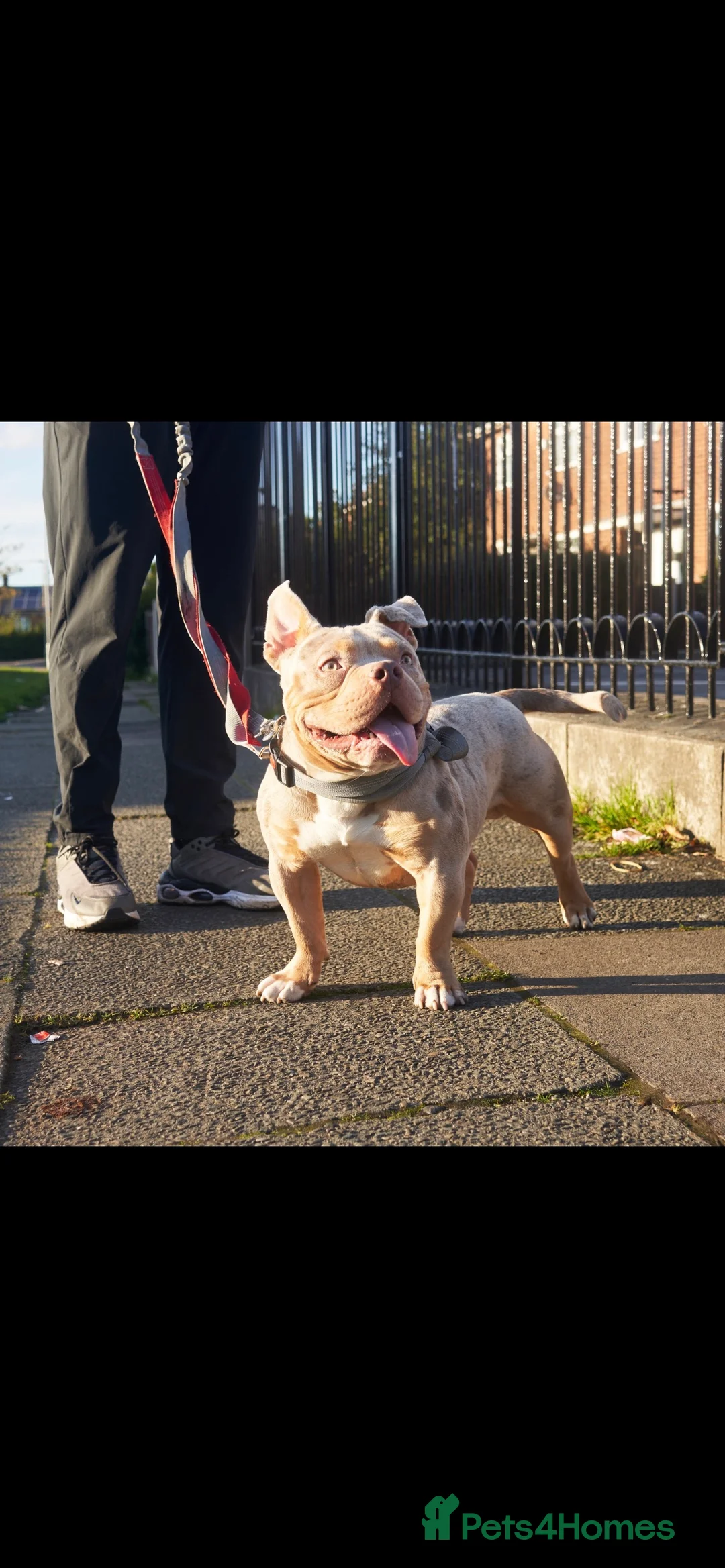 American Bully dogs for stud: Lilac tri Merle pocket bully ABKC registered in Manchester - Advert 6