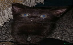 Mixed Breed cats for sale:  beautiful kittens looking for their forever homes - Image 5