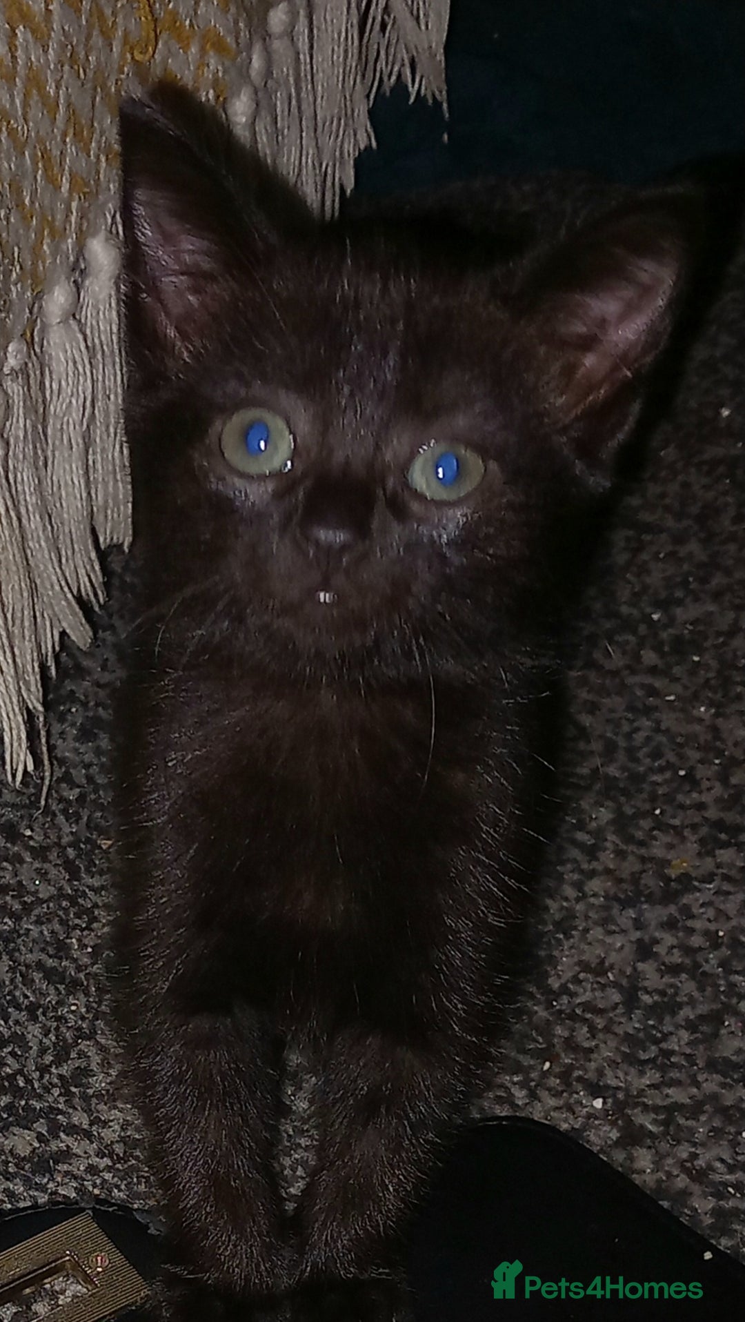 Mixed Breed cats for sale:  beautiful kittens looking for their forever homes - Image 5