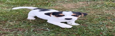 Jack Russell 1