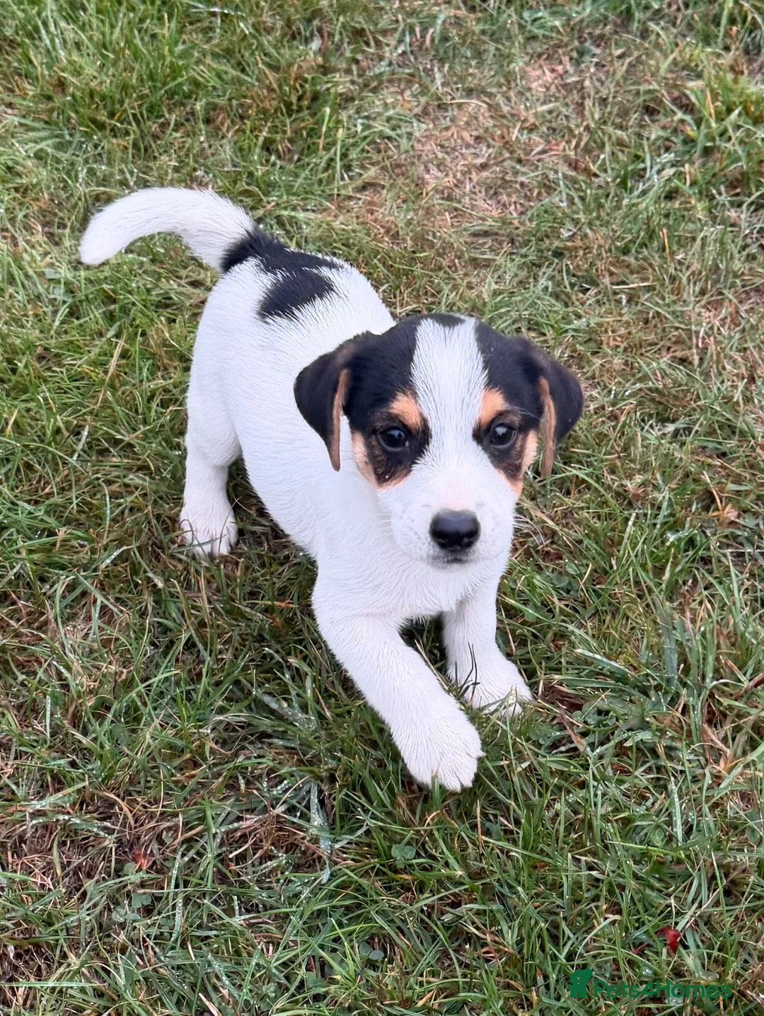 Jack Russell dogs for sale: 1 male puppy READY TO LEAVE - Advert 5