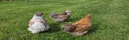 Chickens poultry for sale: Trio of pekin bantam growers - Advert 1