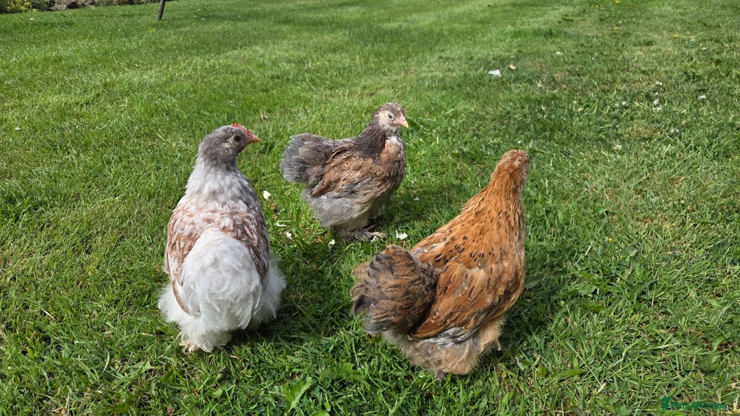 Chickens poultry for sale: Trio of pekin bantam growers - Advert 1