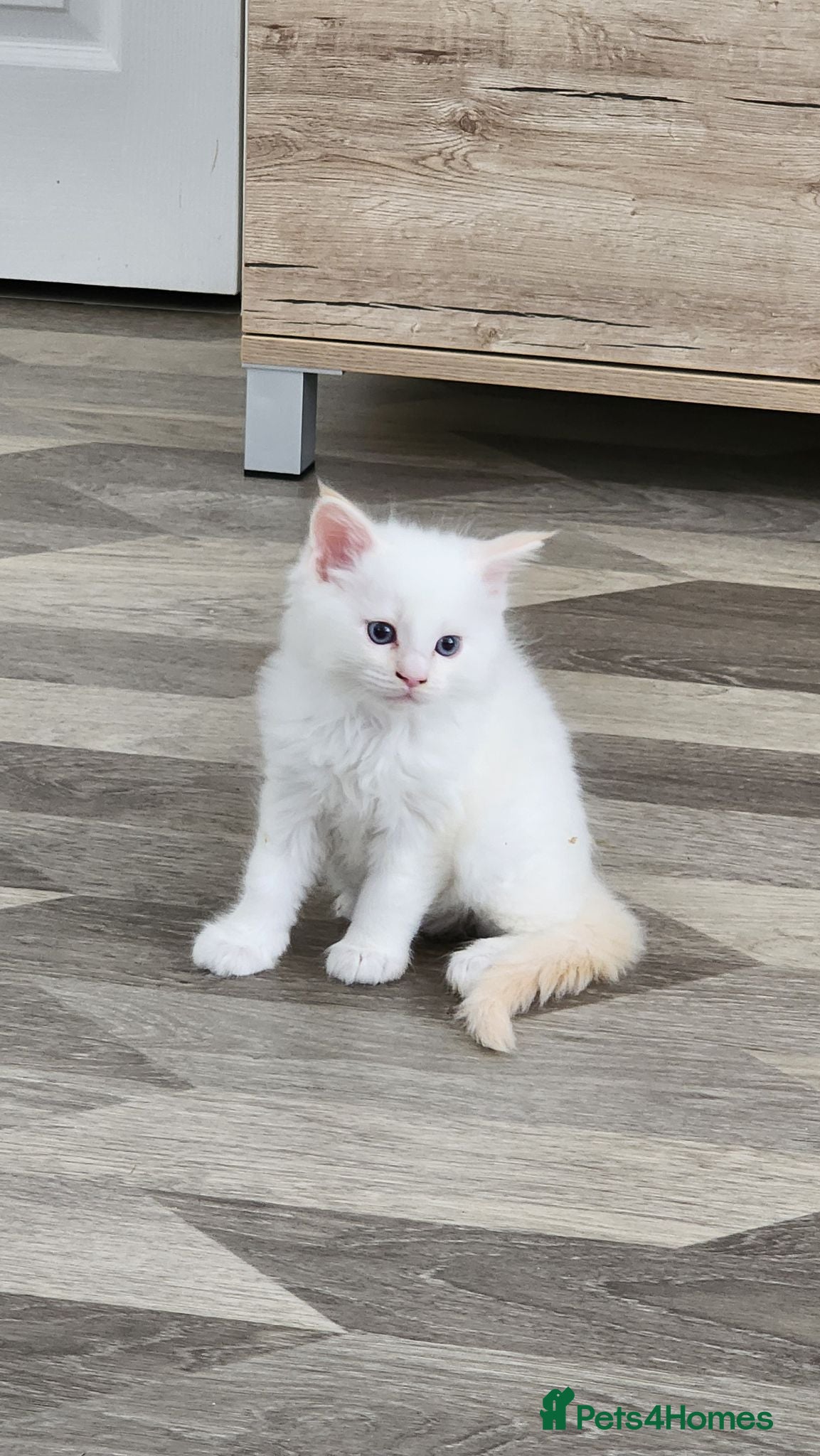 Mixed Breed cats Rare ragcoon 🥰🥰 - Advert 1