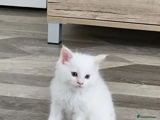 Mixed Breed cats Ragdoll x maine coon 😍rare colour🥰🥰 - Advert 6